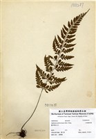 藏品(威氏鐵角蕨)的圖片
